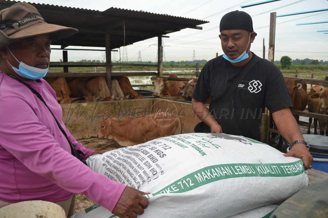 Redah jalan berlumpur, selamatkan 35 lembu tidak makan dua hari di ladang