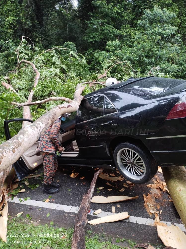 Lima sekeluarga cedera kereta dihempap pokok tumbang