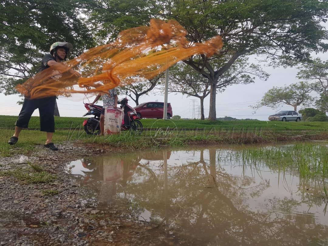 Sawah jadi ‘lautan’ fenomena 10 tahun sekali