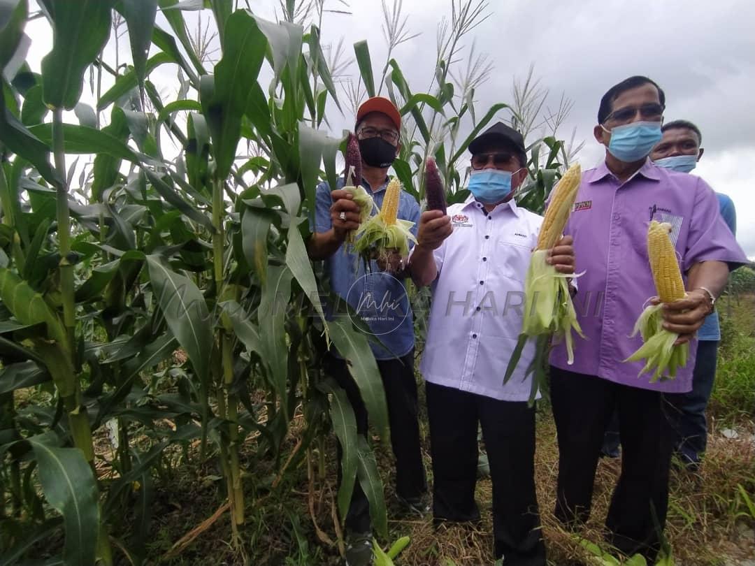 Tiada lambakan hasil tani di Melaka