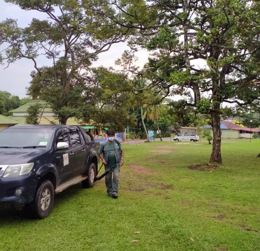 Tiga babi hutan ditembak