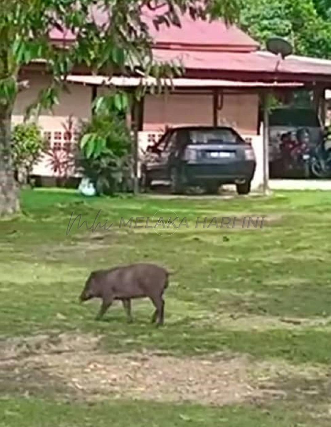 Babi hutan merayau dalam kampung