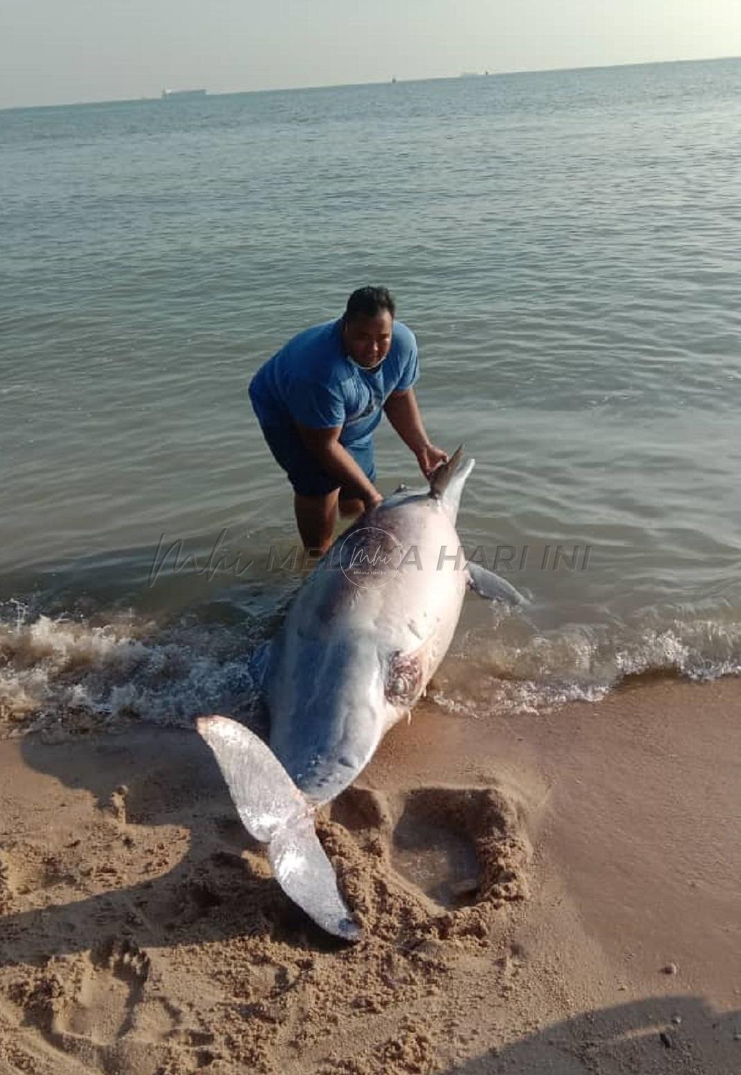 Tersangkut jaring punca ikan lumba-lumba mati