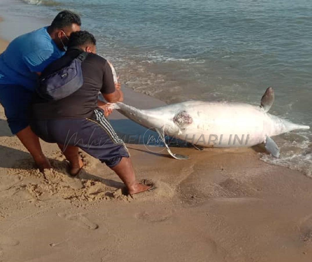 Ikan lumba-lumba 200 kg ditemui mati di Pantai Puteri