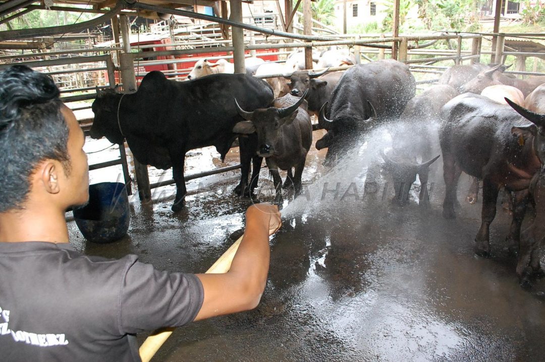 ‘Terima kasih kerana henti import lembu Thailand’