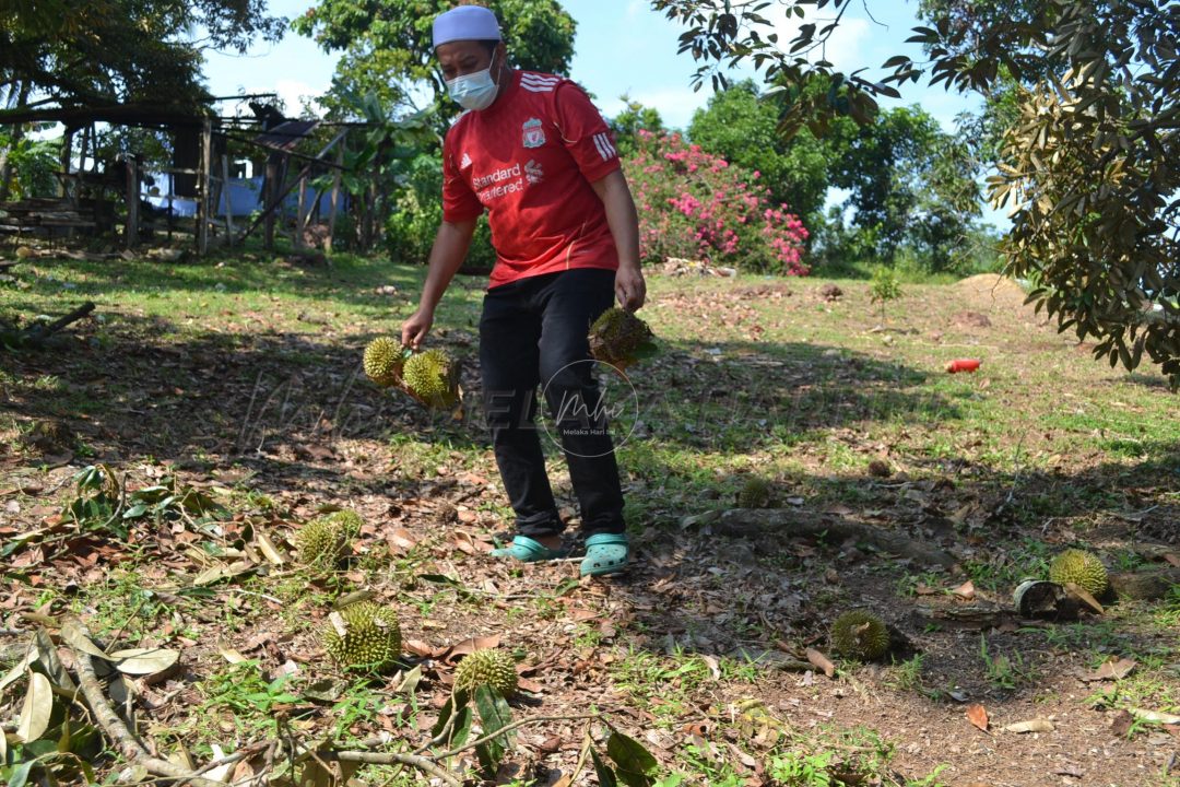 Rugi beratus durian muda gugur dipukul ribut