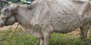 Lsd infected cow 