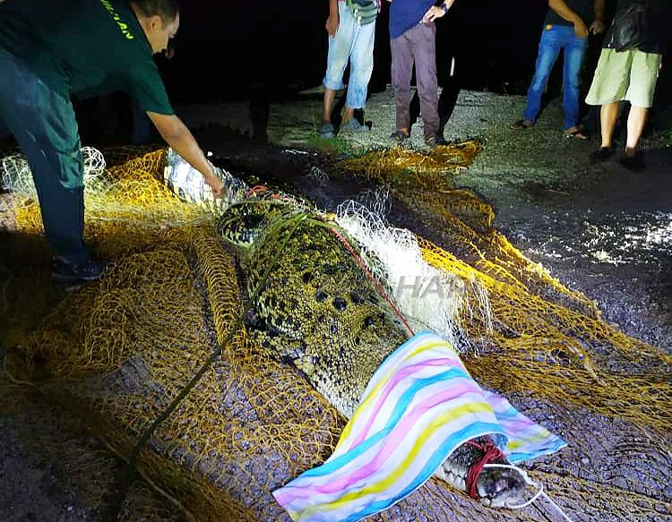 ‘Sang bedal’  sangkut di jaring nelayan Pantai Siring