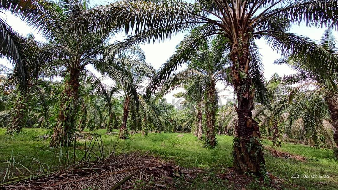 Whatsapp image 2021 06 09 at 20.40.05