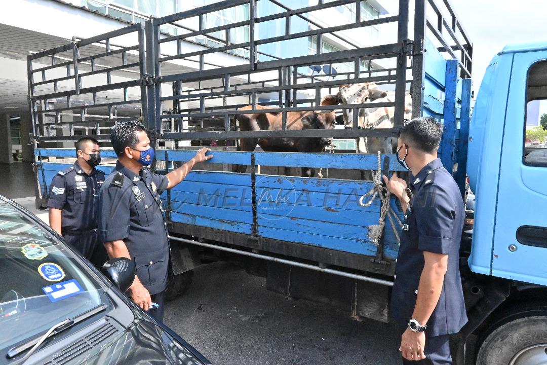 Penjawat awam ditahan, disyaki curi lembu menjelang Aidiladha