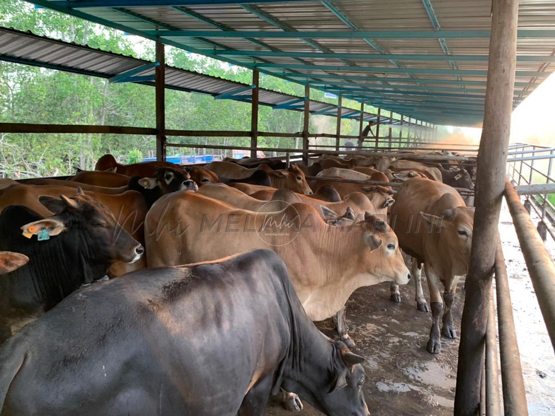 Pendekkan tempoh kuarantin, atasi masalah kekurangan lembu korban