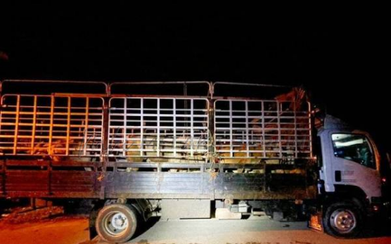 PGA7 rampas 28 ekor lembu bernilai lebih RM282,000, dipercayai diseludup