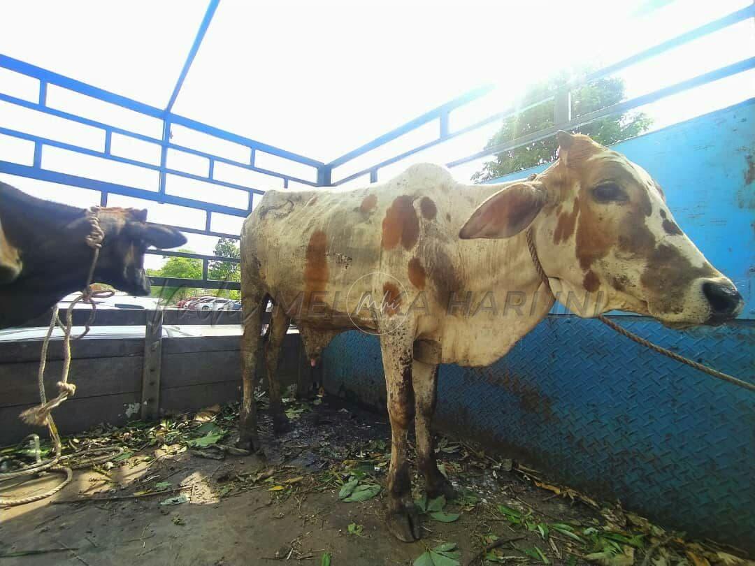 Korban di masjid dan surau: Maksimum 25 petugas, terhad lima lembu sehari