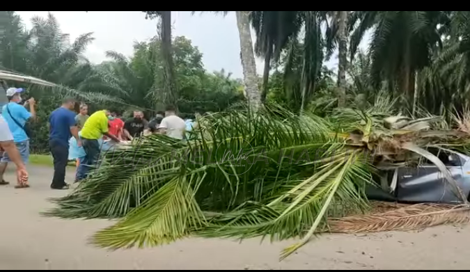 Dua pemuda cedera kereta dihempap pokok sawit tumbang