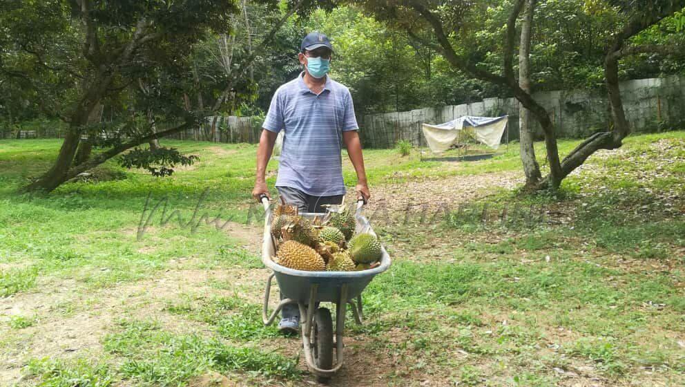 Pemilik dusun durian hilang 60 peratus pelanggan luar Melaka