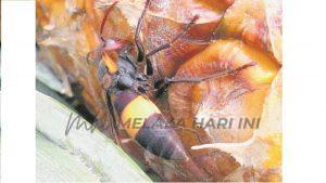 Tebuan kunyitnotaterbitankosmo14 februari 2011isninmuka 22