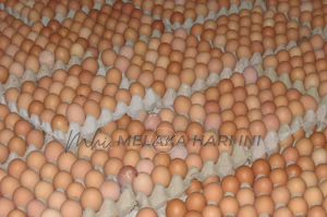 Telur ayam