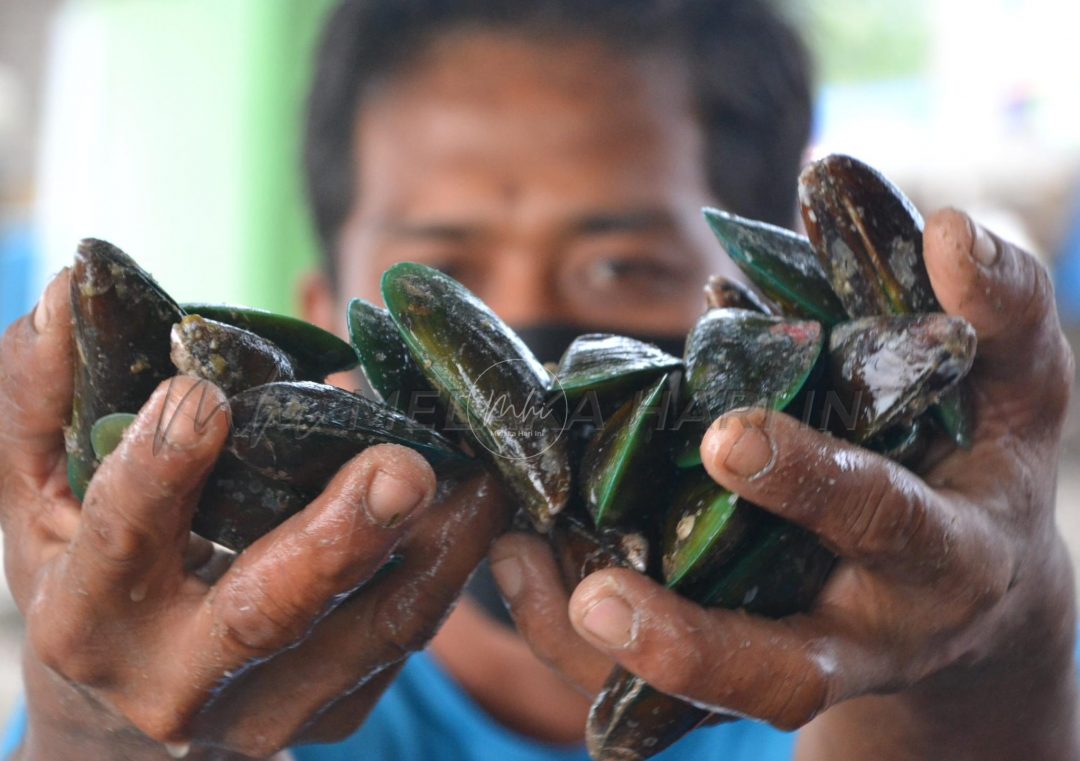 Orang Melaka dilarang makan kupang, dwicengkerang – DOF