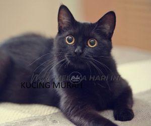 Black Cat Breeds 2