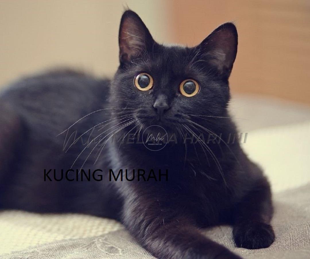 Wanita rugi RM3,230 ditipu pembelian kucing menerusi Instagram