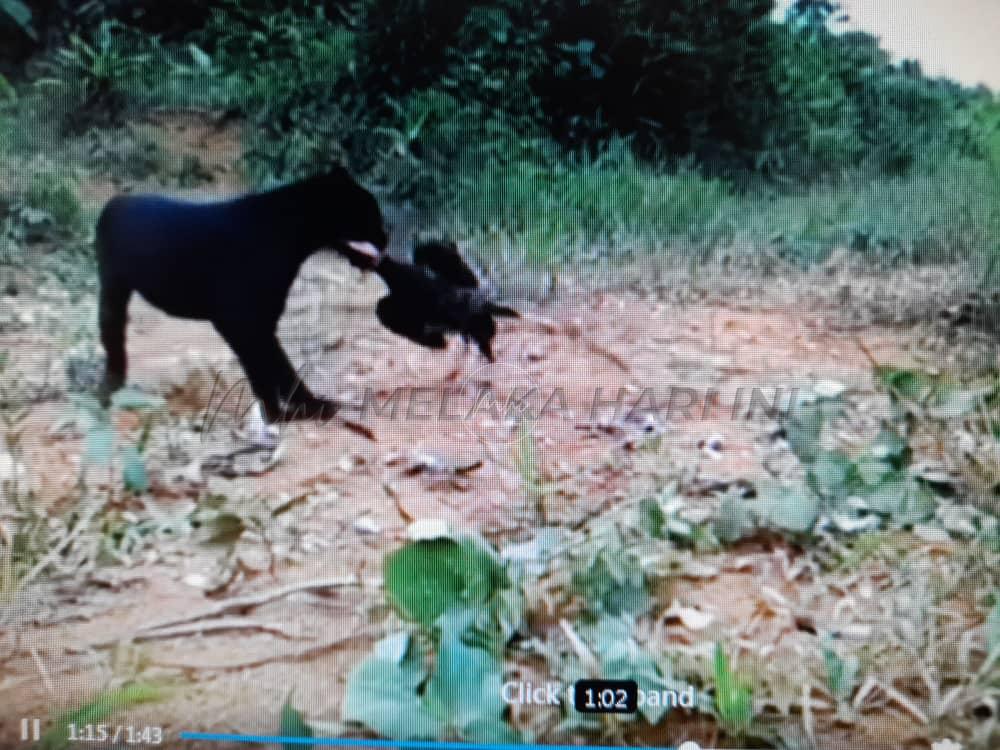 Harimau baham ayam hutan bukan di Bukit Rambai – PERHILITAN