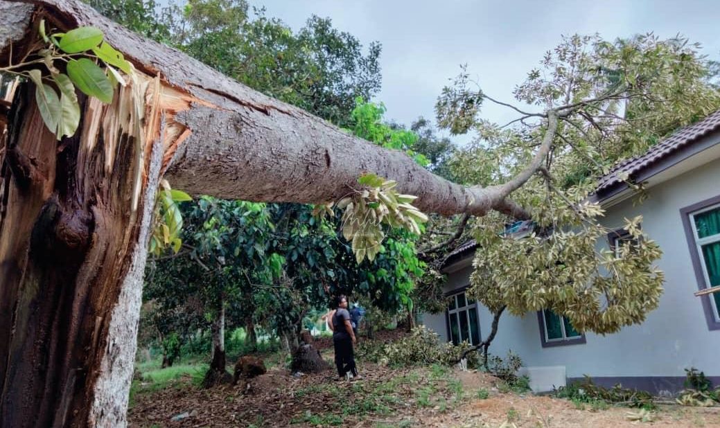 Rugi RM4,000 bumbung rosak ditimpa pokok durian