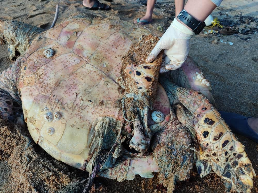 Bangkai penyu karah tiada kesan cedera