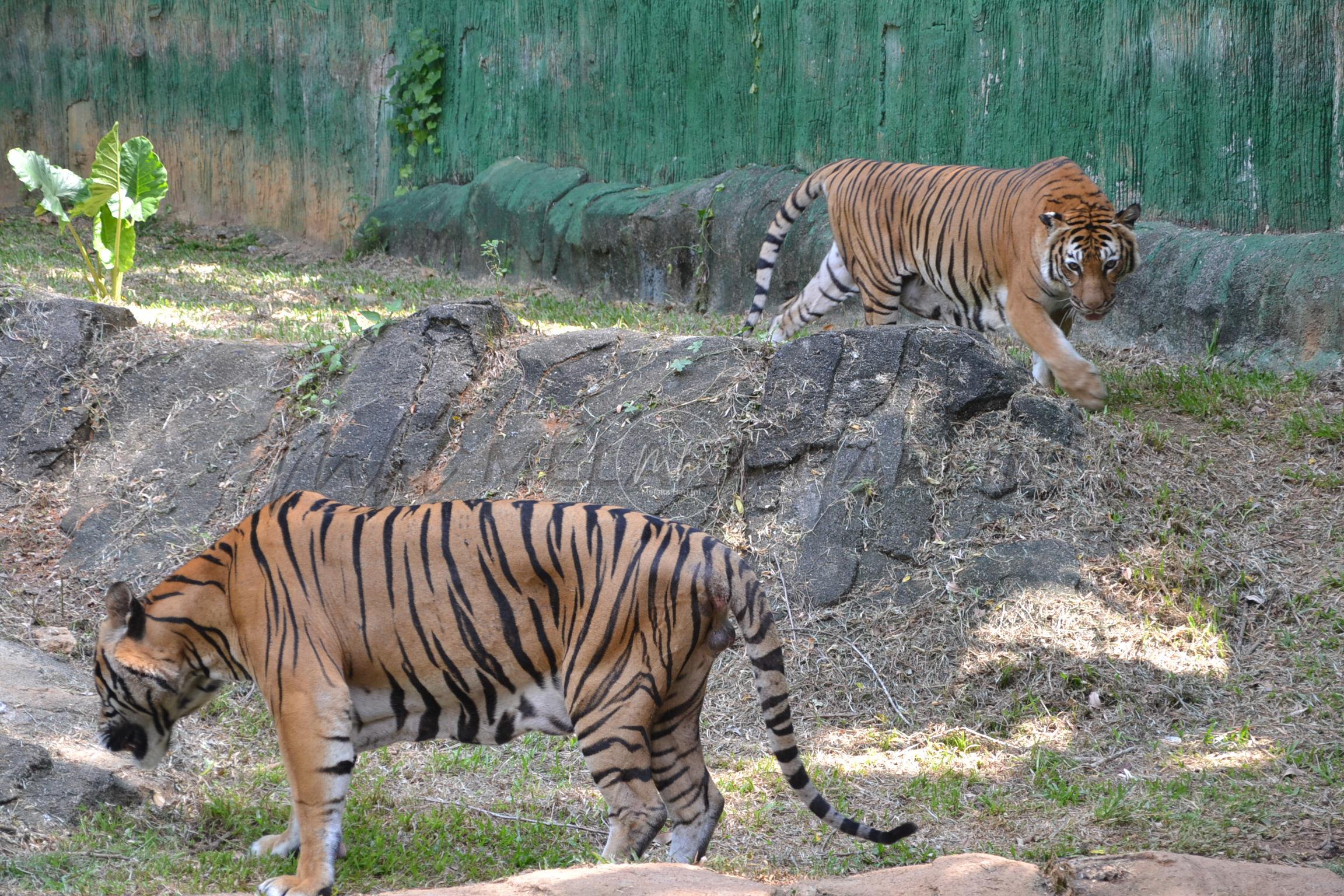 Harimau Malaya bukan ancaman manusia – PERHILITAN