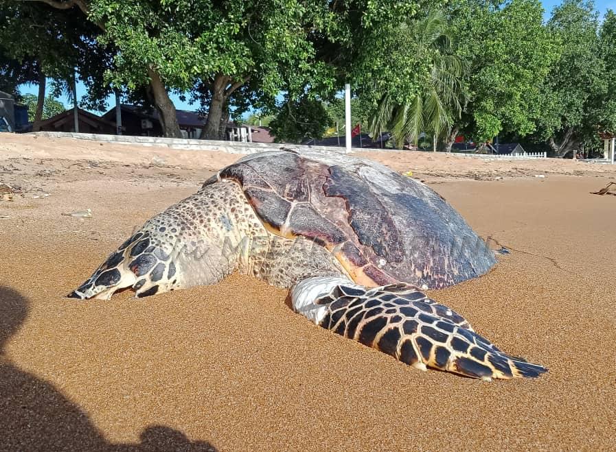 ‘MYM 0722’ ditemui mati di Pantai Pengkalan Balak