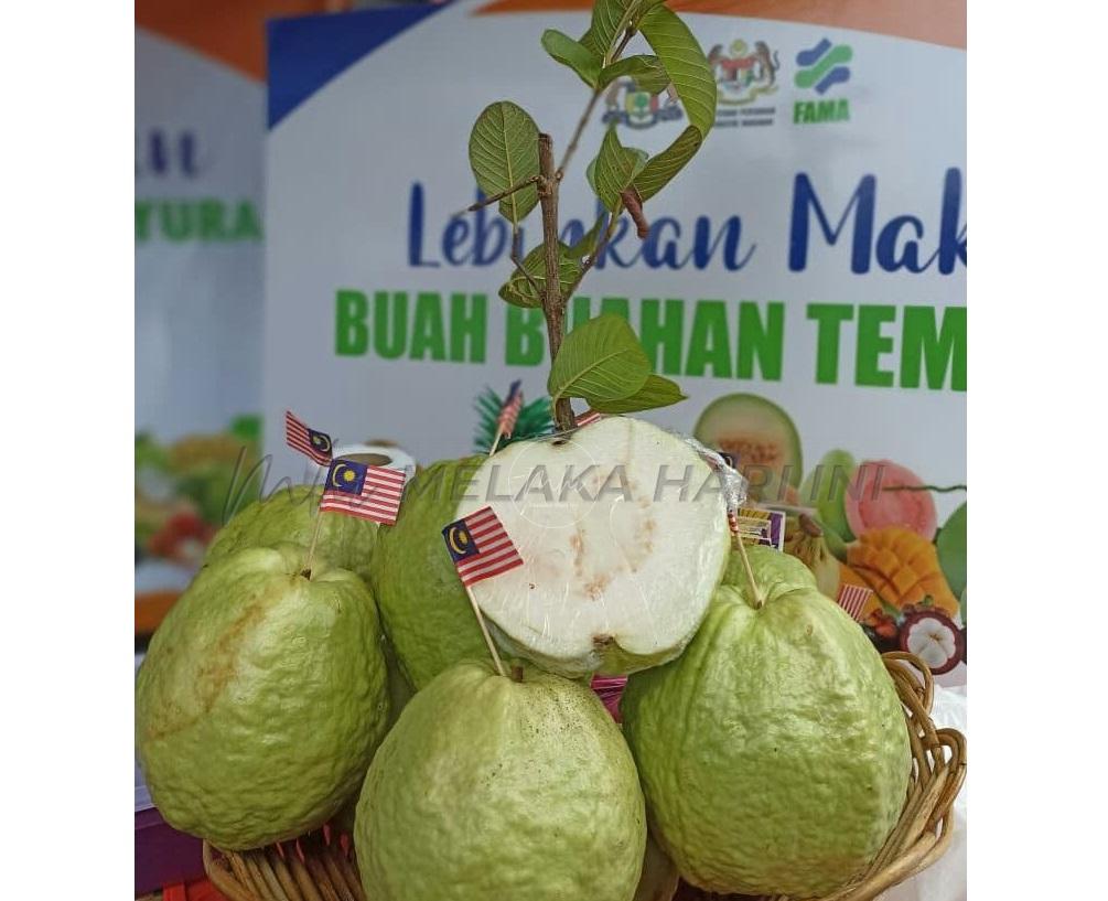 Jambu Manis Melaka bakal jadi ikon baharu produk pertanian
