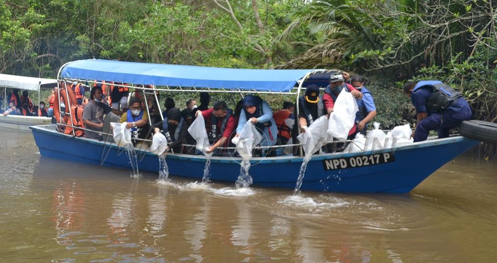 Nelayan yakin pelestarian sumber udang galah terjamin