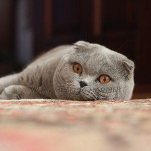 1200px Adult Scottish Fold