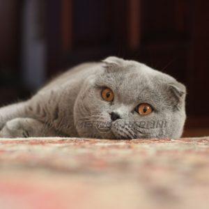 1200px adult scottish fold