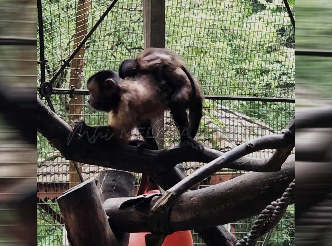 Zoo Melaka catat 10 peratus tambahan haiwan