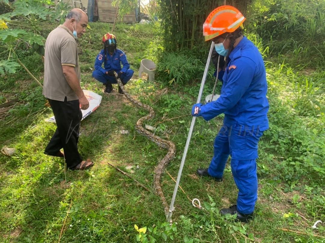 APM Alor Gajah tangkap lapan ekor ular seminggu 