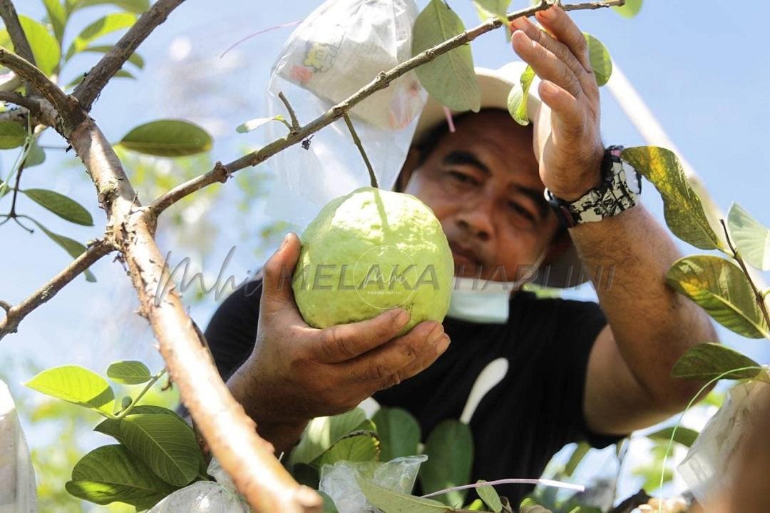 Sektor pertanian akan diperkasakan – KM