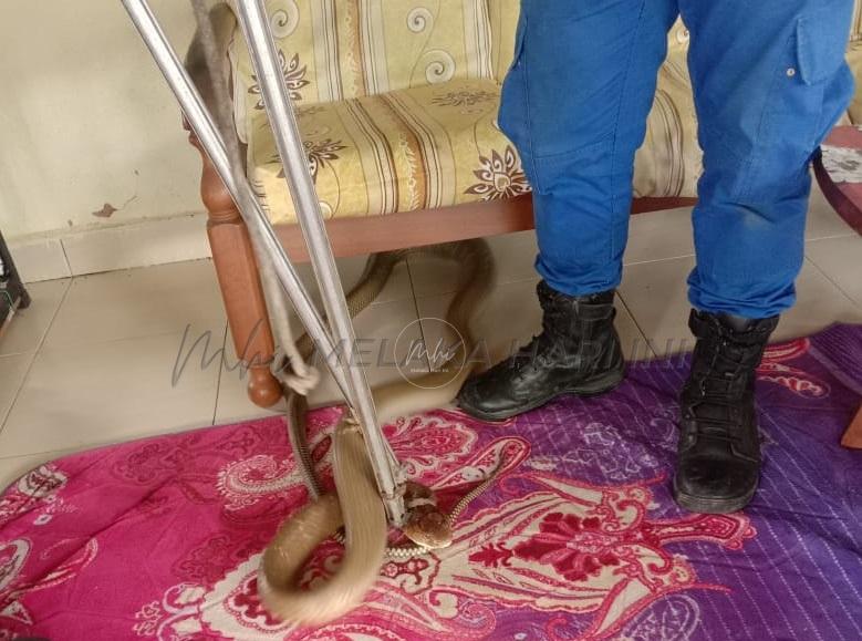 Whatsapp image 2021 11 05 at 8.44.07 pm