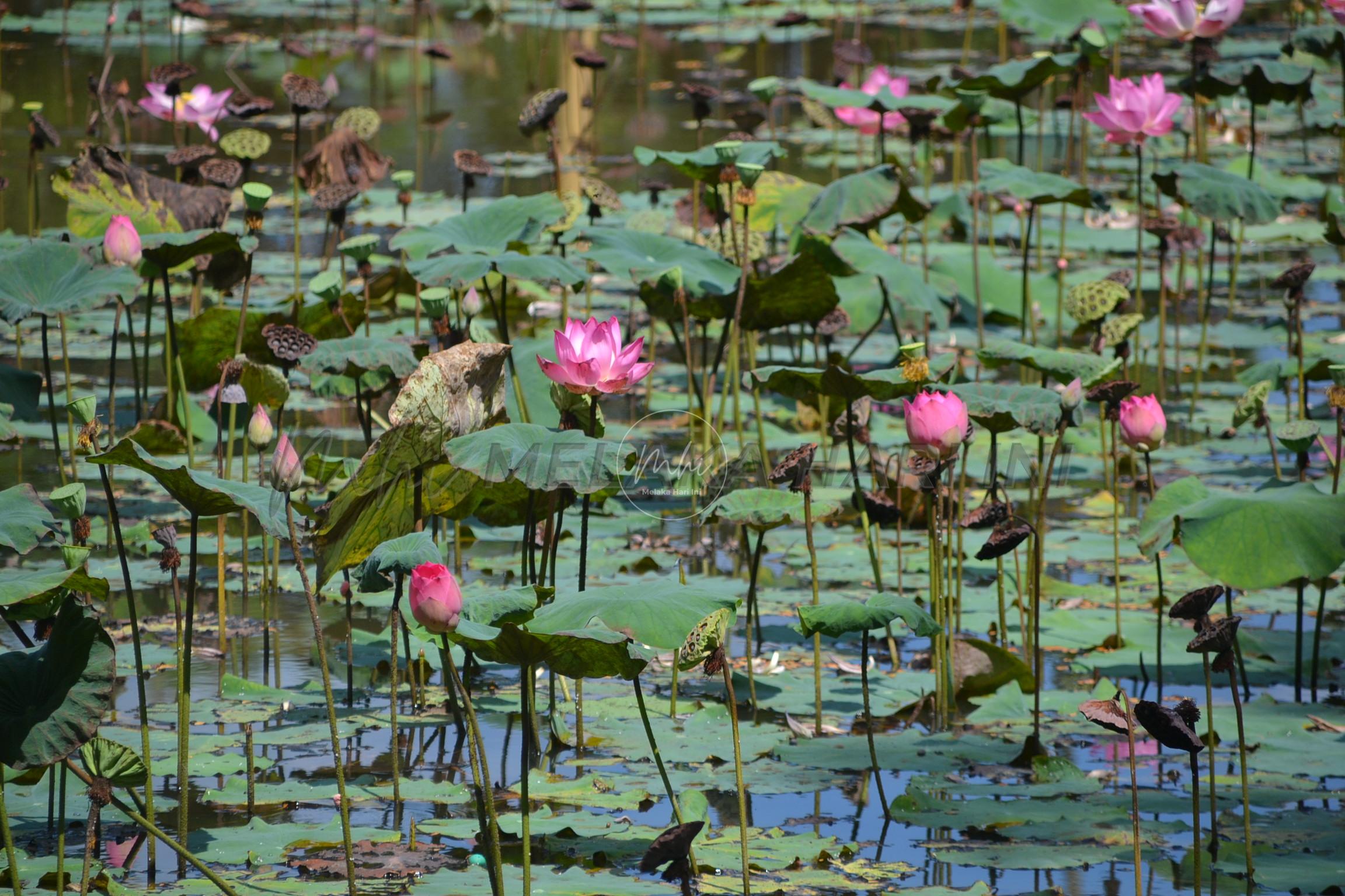 Teratai tasik jadi tarikan terbaharu di Taman Rekreasi Bukit Beringin