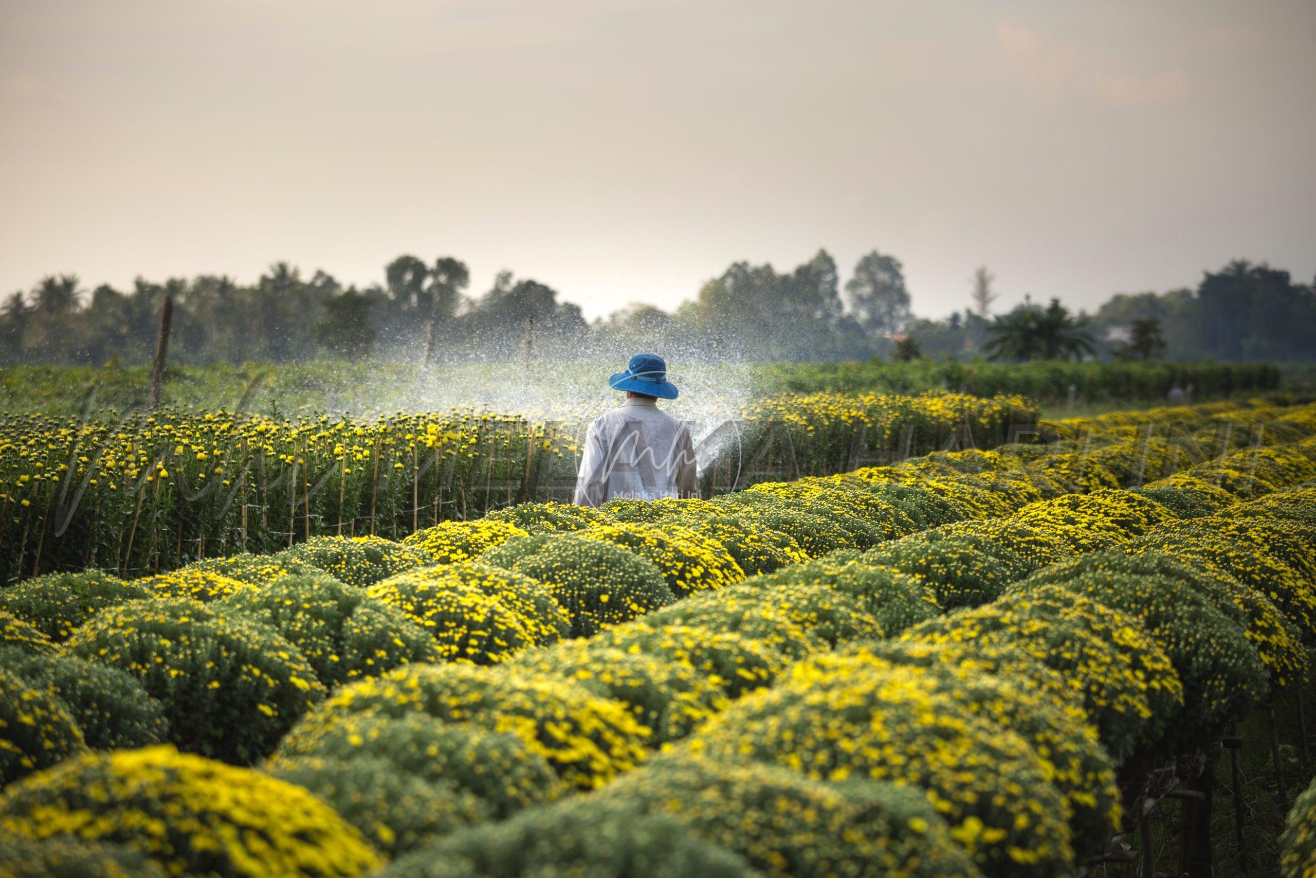 Harga racun serangga naik 199 peratus