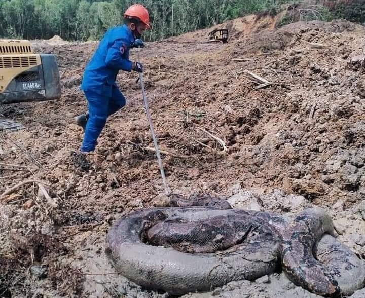 Ular 250kg, 100kg berlingkar dalam lubang tapak pembinaan