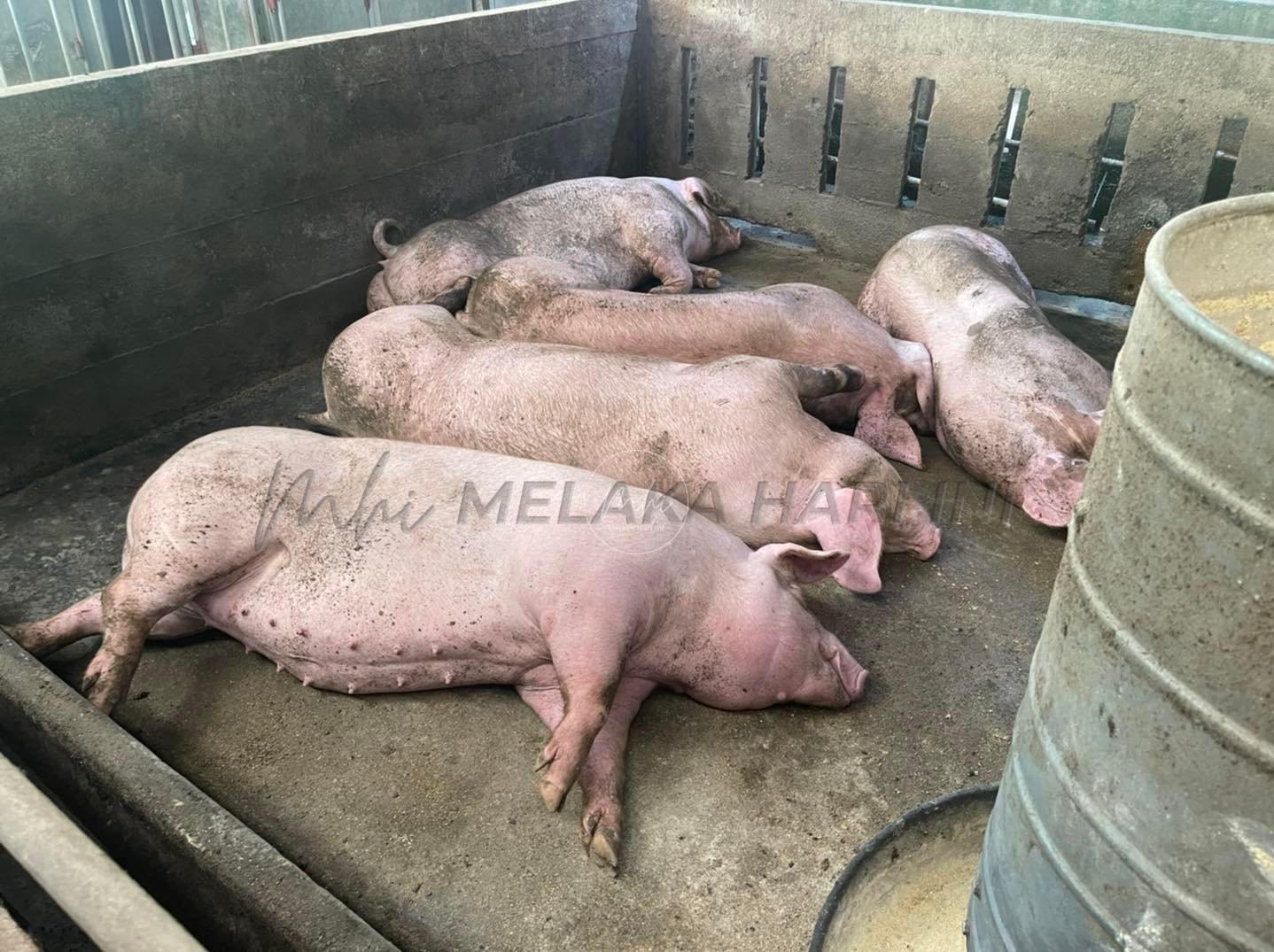 JPV kesan penularan Demam Babi Afrika di 7 ladang babi Paya Mengkuang