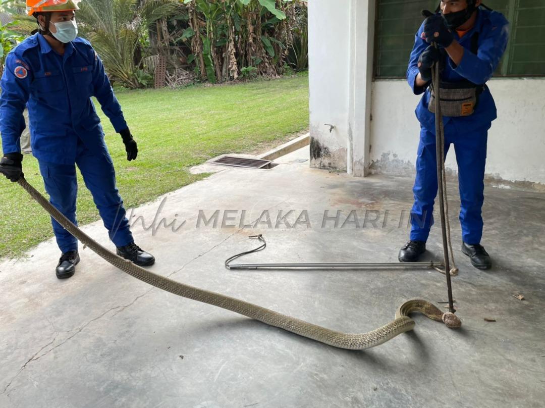 Tedung selar ceroboh masuk rumah jiran