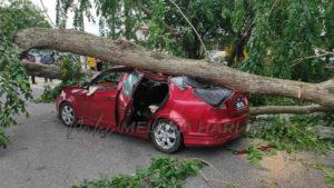 Whatsapp image 2021 12 17 at 4.22.46 pm