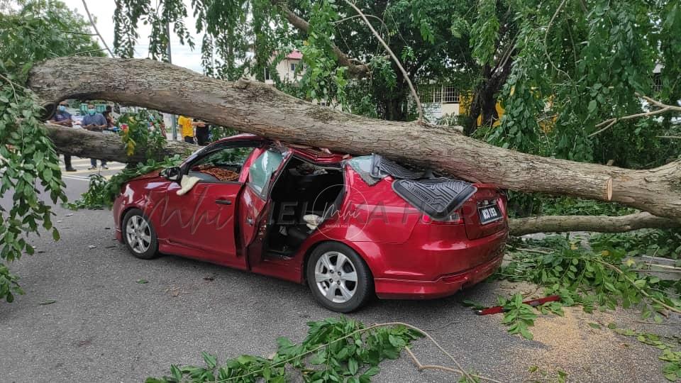 Pokok hempap kereta, lima beranak terselamat