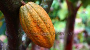 Cocoa 1529746 1920