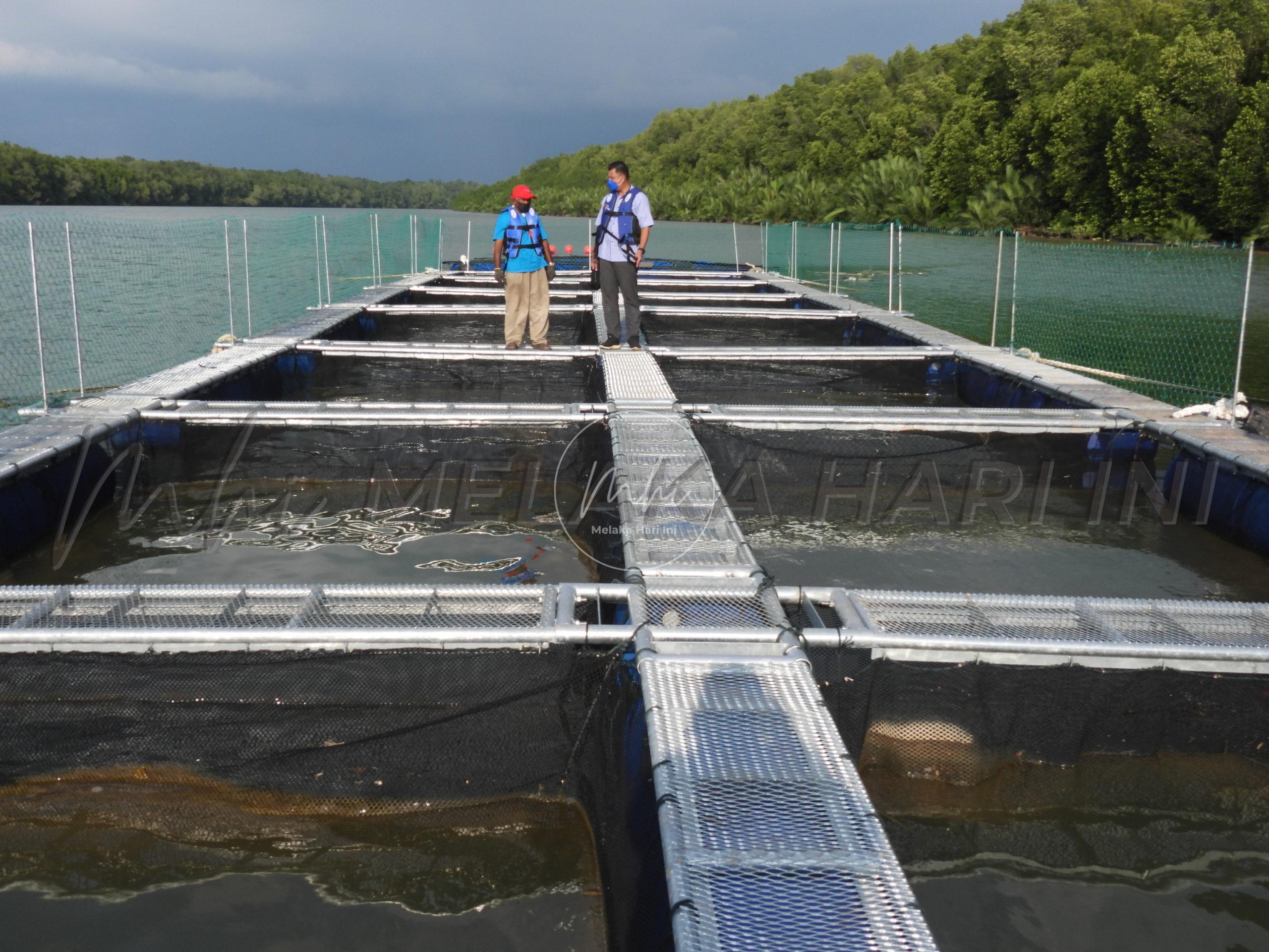 Penternakan ikan tilapia air payau bakal hasilkan pulangan lumayan