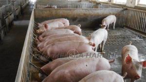 Typical breeder and finisher pig accommodation on affected farm 137368
