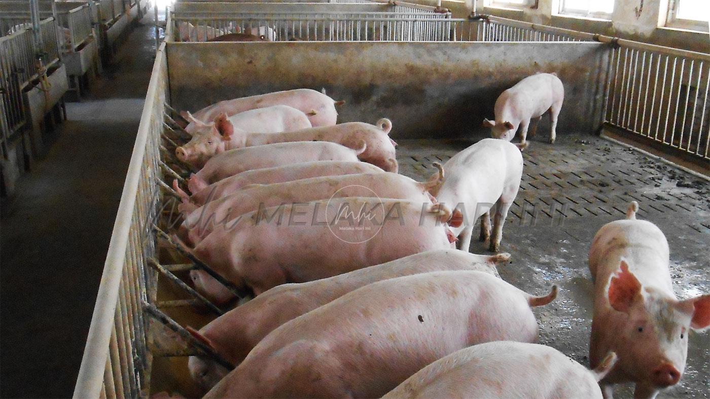 Typical breeder and finisher pig accommodation on affected farm 137368