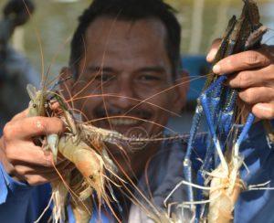 Udang galah 2