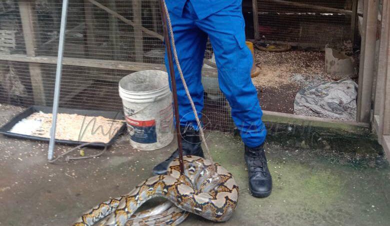 Ular sawa batik sempat telan ayam sebelum ditangkap